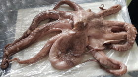 Oktopus frisch vom Fischhänler