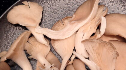 Pilze je nach Größe ganz lassen oder in dicke Scheiben szerrupfen