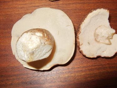 Vergleich Steinpilz zu Gallenröhrling, rechts Gallenröhrling