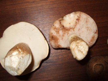 Vergleich Steinpilz zu Gallenröhrling, rechts Gallenröhrling