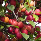 Kirschpflaume