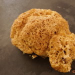 Krause Glucke frisch aus dem Wald