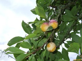 mirabellenmarmelade-01