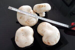 Portobello Pilze mit 10 cm Durchmesser