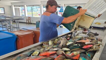 Frischer Fisch am Strassenrand