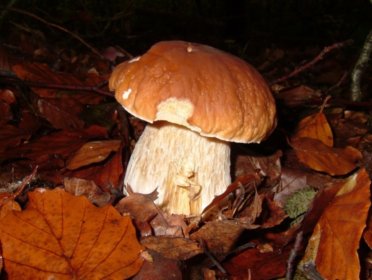 Steinpilz als Grundlage der Steinpilz-Suppe