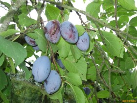 zwetschgenmarmelade-01